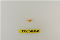 藏品(拉氏清溪蟹)的圖片